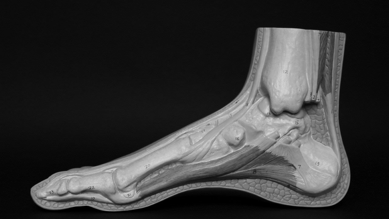 foot diagram for strong feet